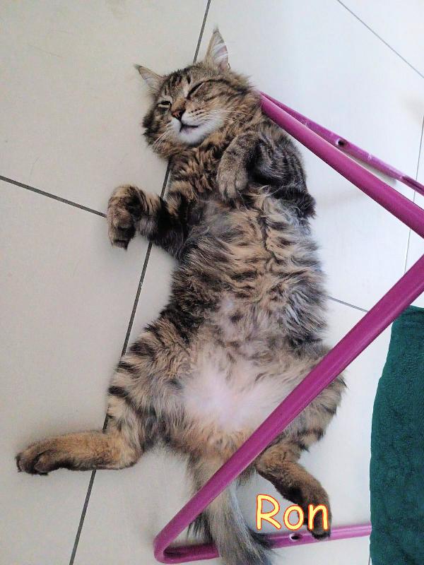 RON SIMIL MAINCOON ADOZIONE URGENTE CESSIONE DI PROPRIETA' - media 11